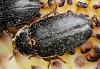 Dermestes sp.